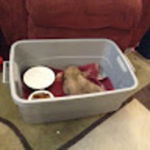 Meet your Posher, Chamar